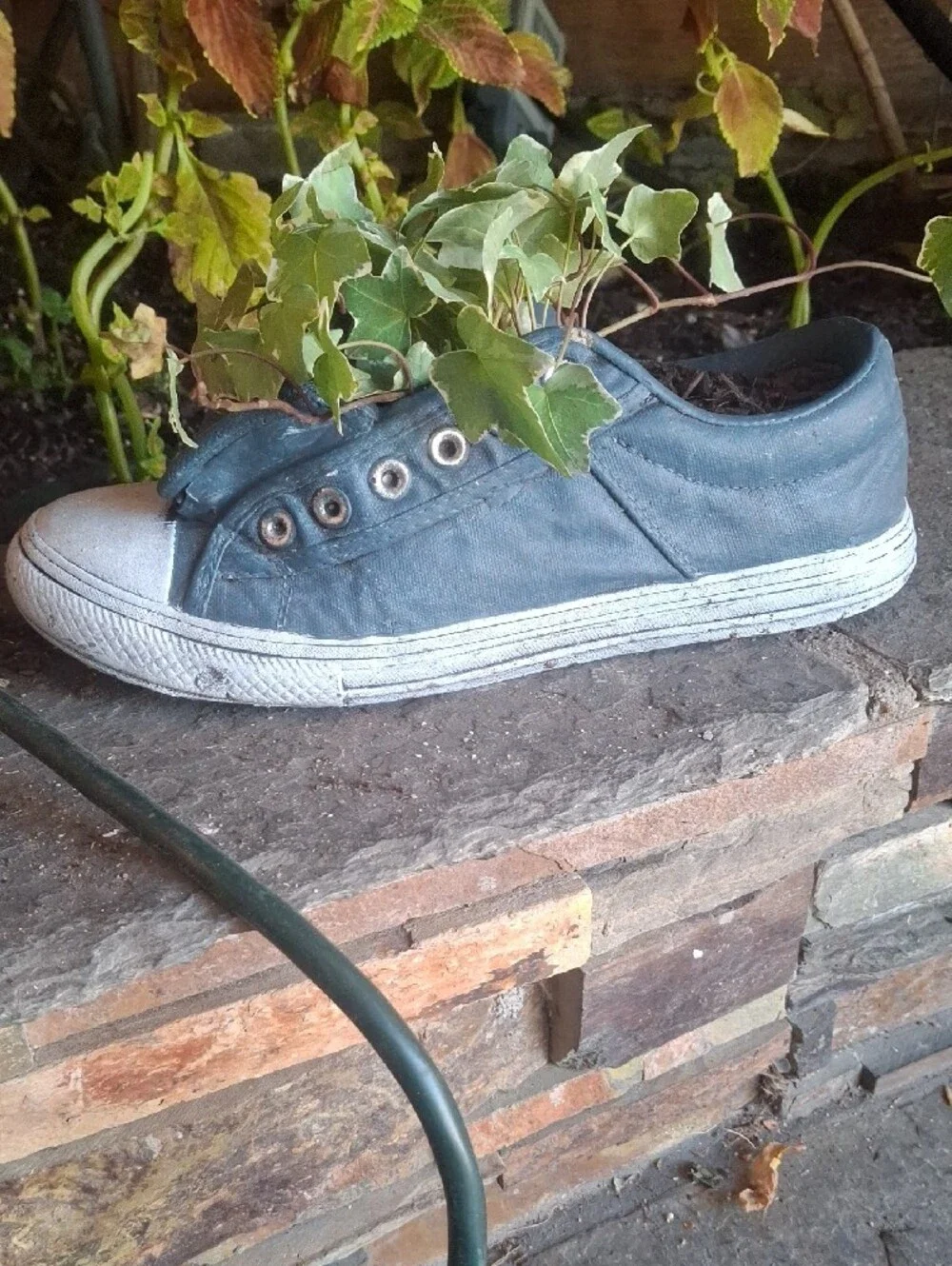 Casual Women's Canvas Low-Top Sneaker Planter in Blue